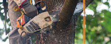Best Pest Control for Lawns  in Trezevant, TN
