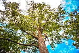Best Leaf Removal  in Trezevant, TN