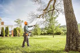 How Our Tree Care Process Works  in  Trezevant, TN