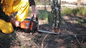 Best Storm Damage Tree Cleanup  in Trezevant, TN