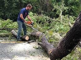 Best Palm Tree Trimming  in Trezevant, TN