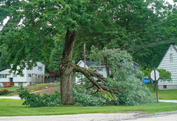 Trezevant, TN Tree Removal Company