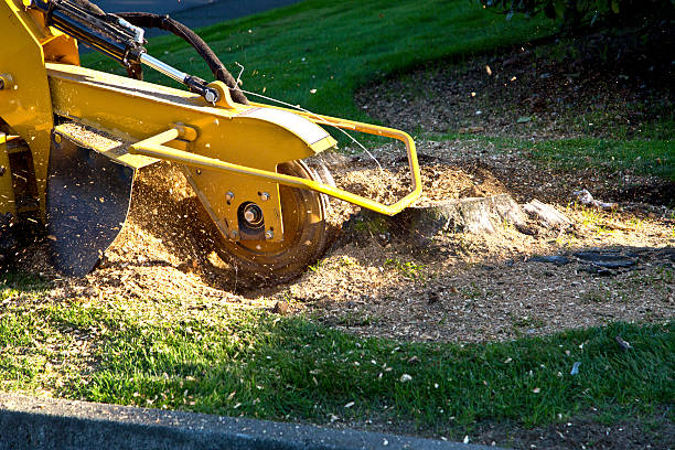 Best Stump Grinding and Removal  in Trezevant, TN
